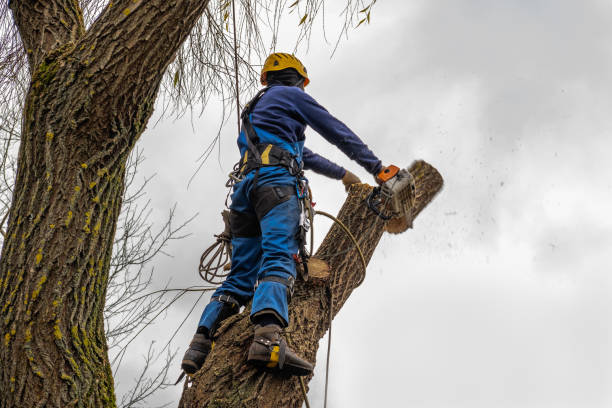 Warrenton, GA  Tree Services Company