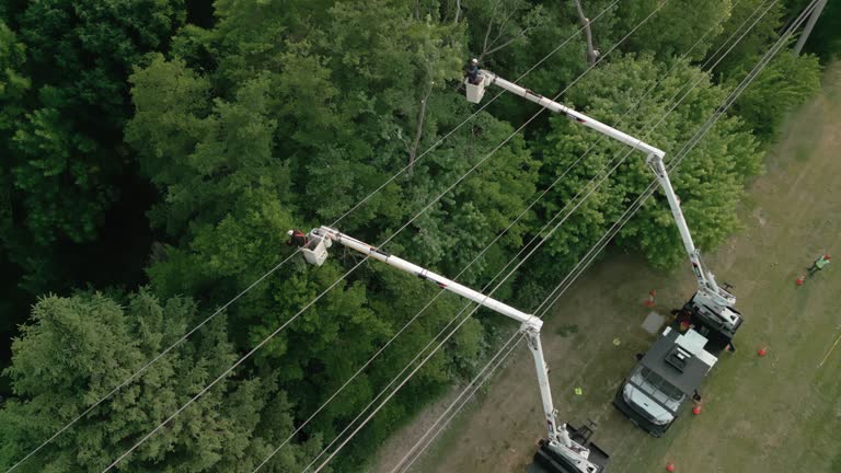 Best Root Management and Removal  in Warrenton, GA